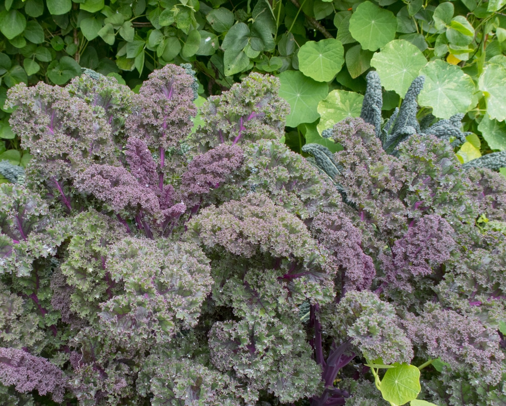 How To Grow Kale Plant Care Growing Tips Horticulture