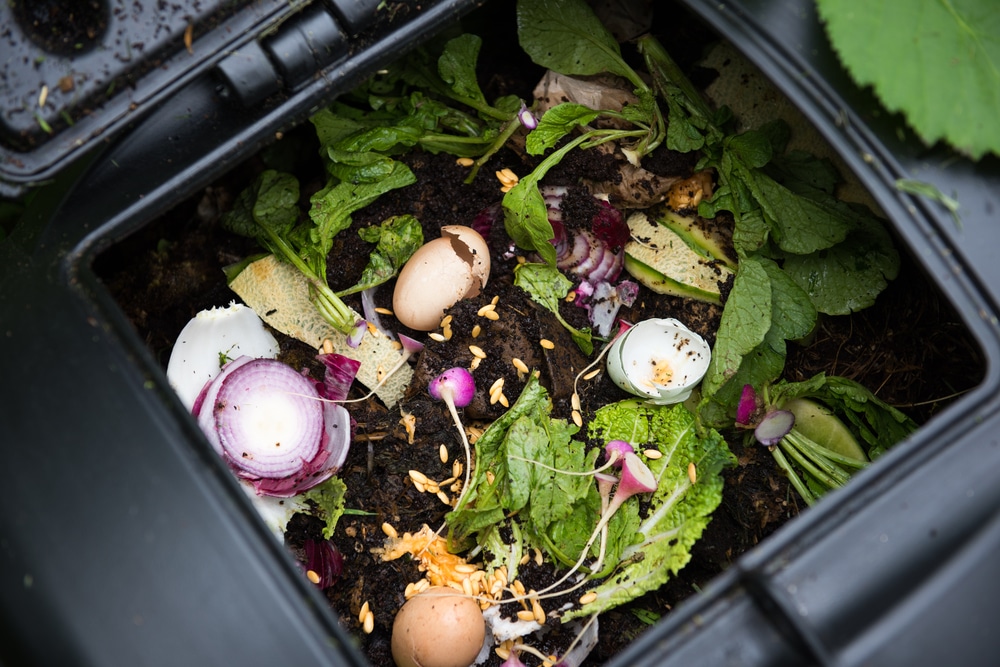eggshells and greenery in compost bin