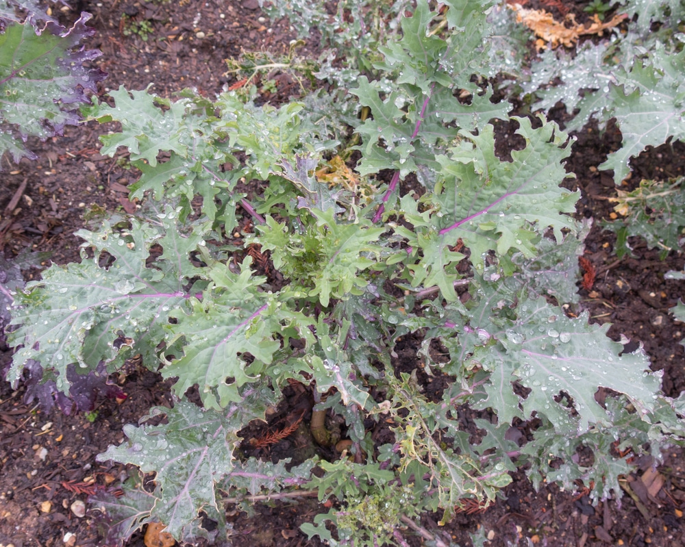 Red russian kale