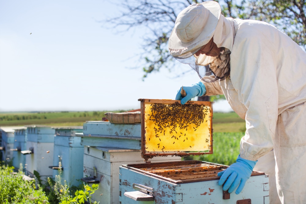 A beekeeper in action
