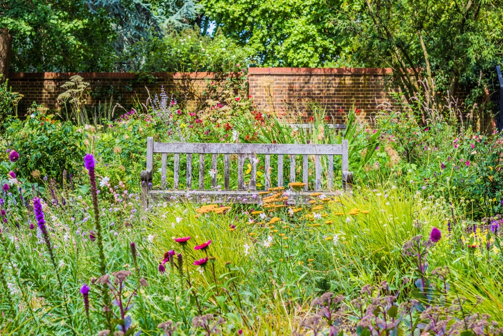 Bench in overgrown garden