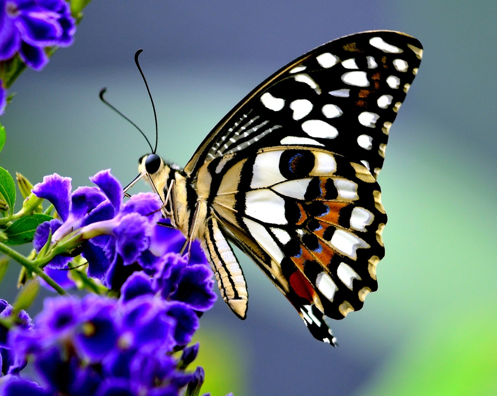 A butterfly feeding on some tasty nectar
