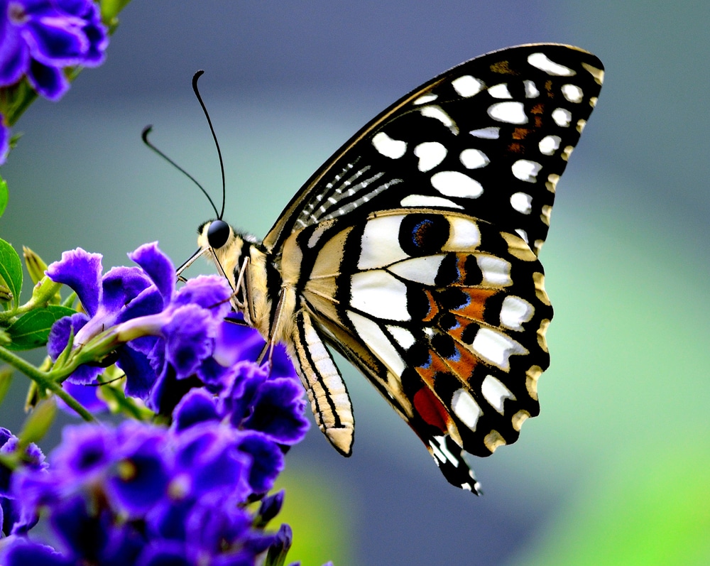 How To Protect British Butterflies In 12 Steps Horticulture