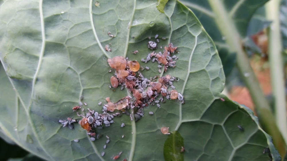 Aphids on the underside of a plant