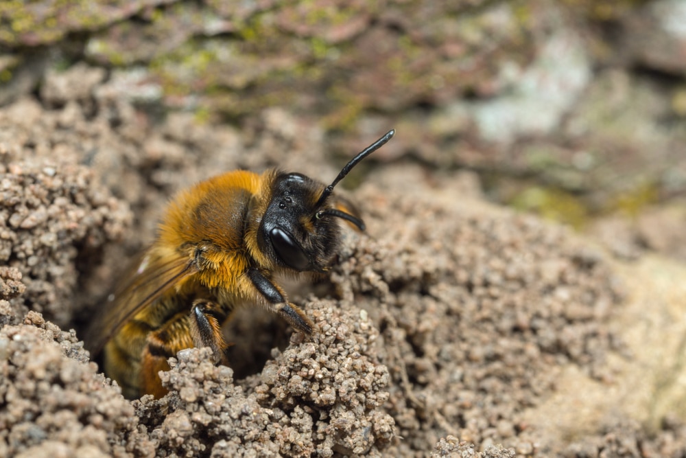 How To Protect British Bees In 14 Simple Steps | UpGardener™