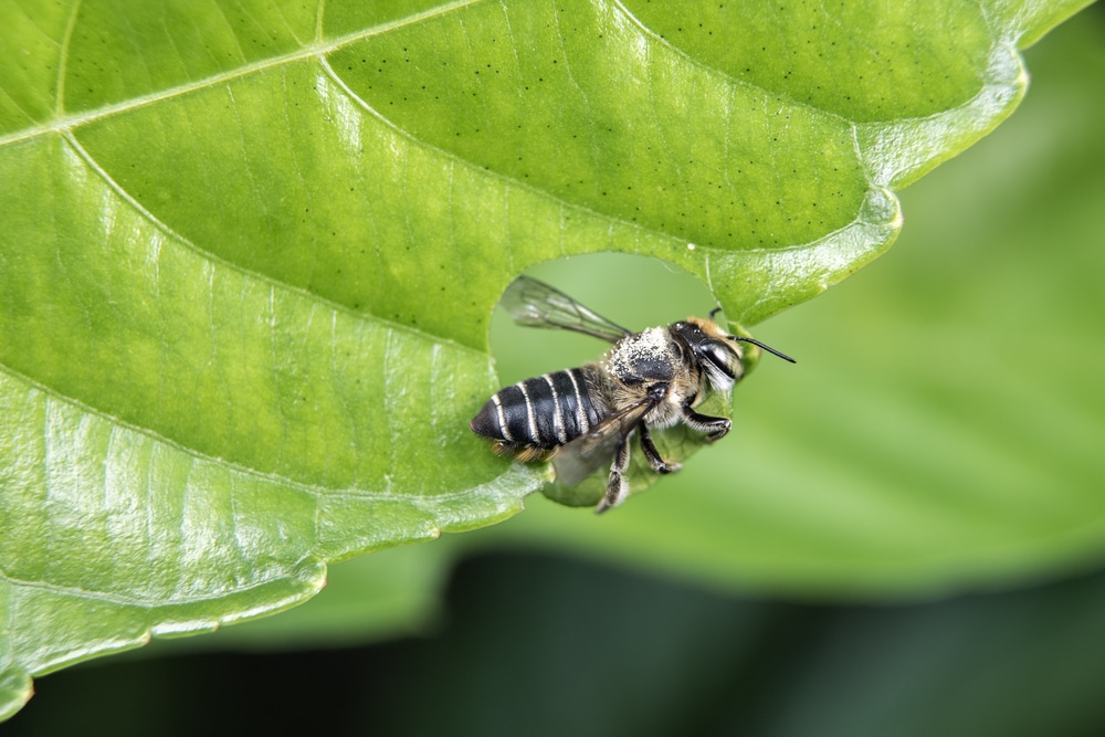 leaf cutter bee on plant