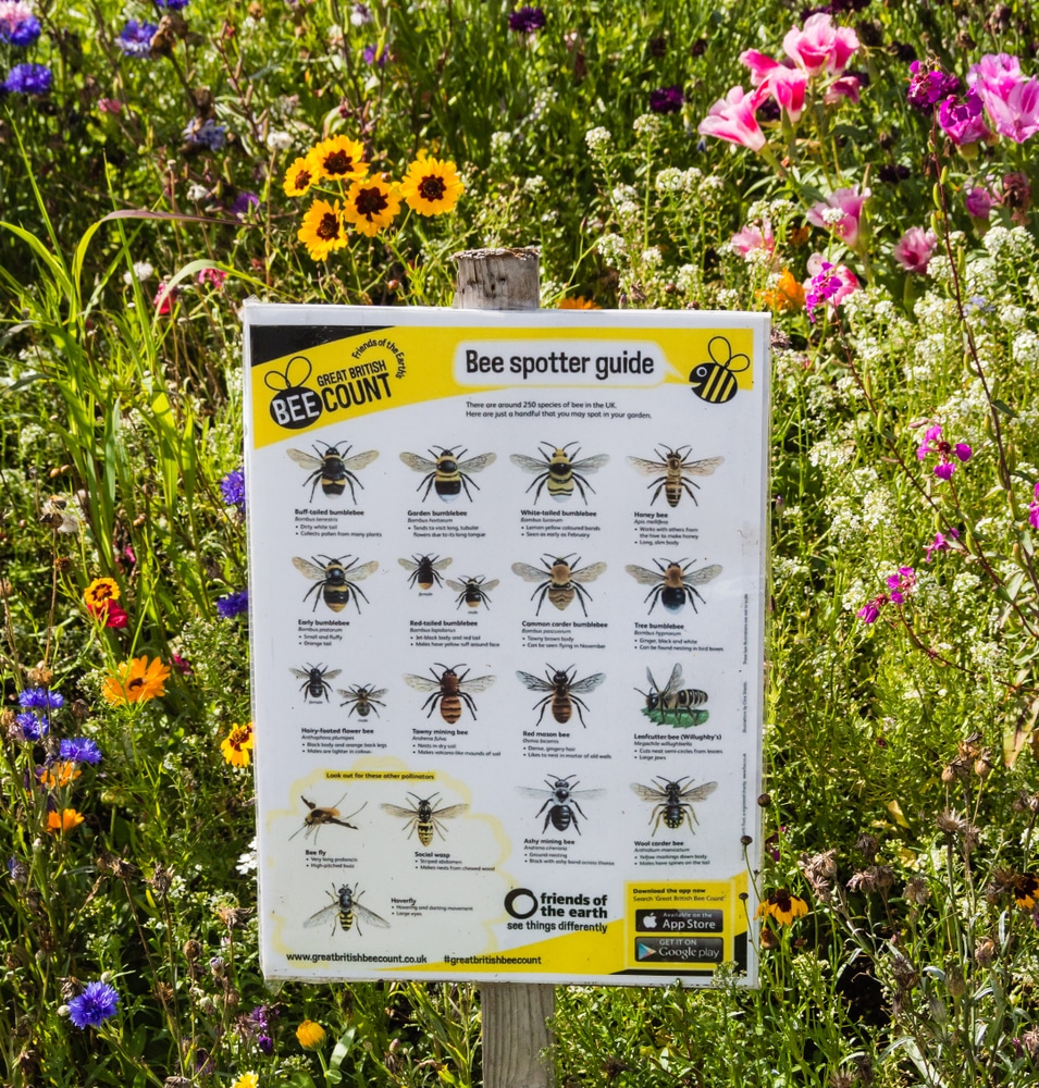 Bee spotter guide