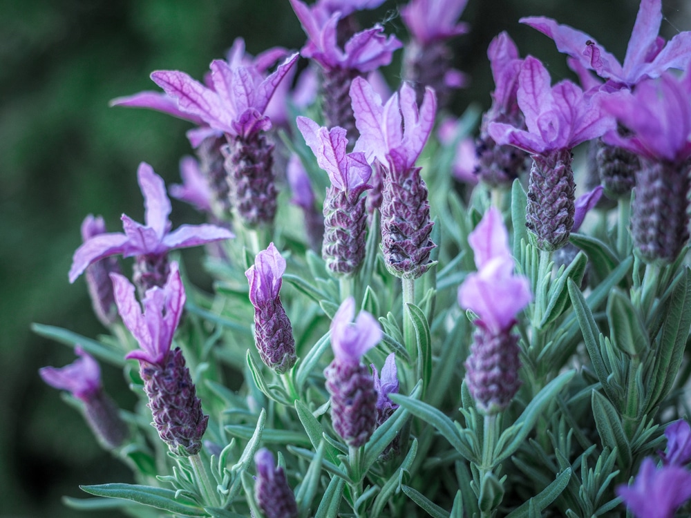 French lavender flowering in summer-time