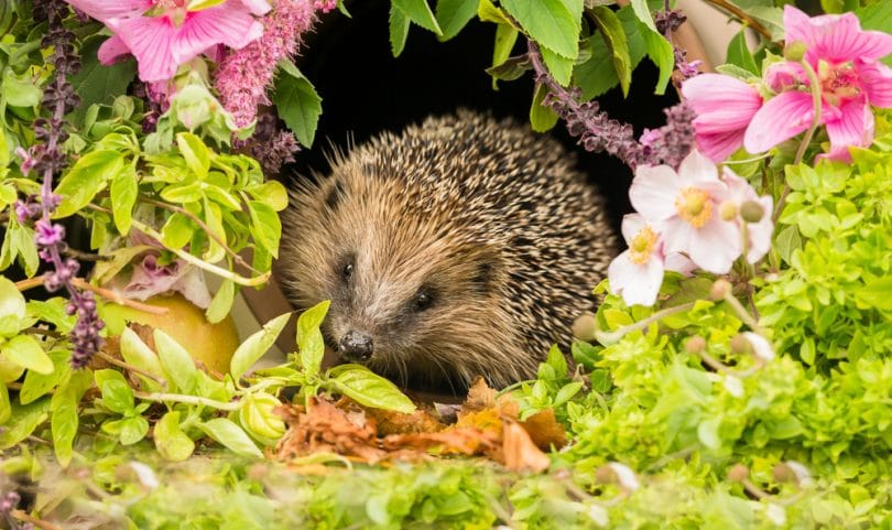 14 Steps For Portecting British Hedgehogs Upgardener
