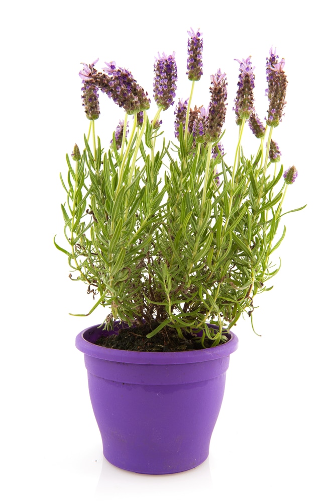 potted french lavender