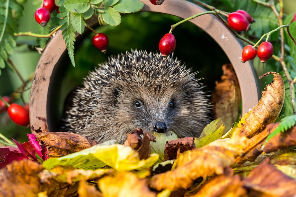 Hedgehog in overturned plant pot