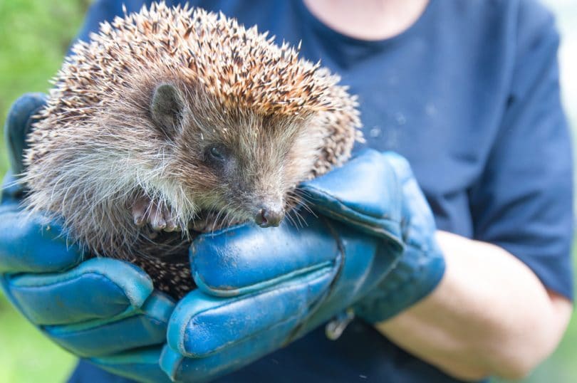 14 Steps For Protecting British Hedgehogs UpGardener™