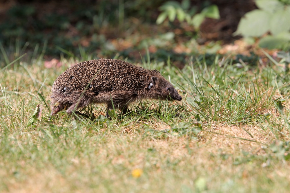 Ticks on a hedgehog