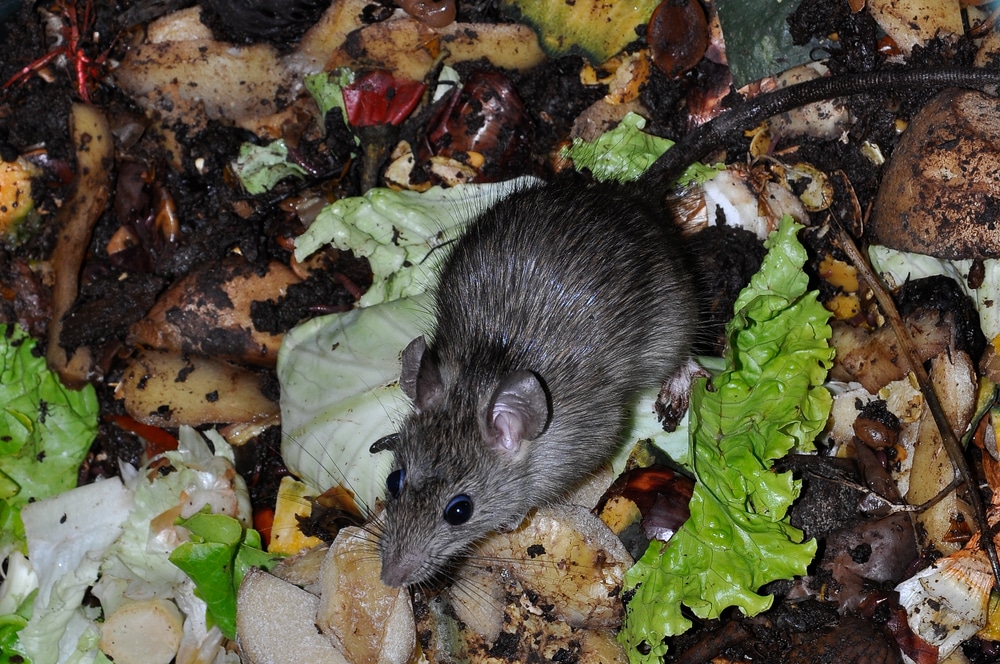 Mouse on top of compost pile