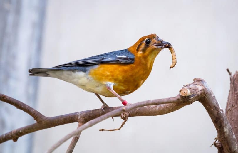 Tips On How To Attract Birds To Your Garden | UpGardener™