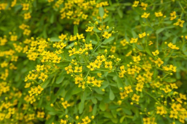 Best Plants To Deter Cats From Your Garden UpGardener™