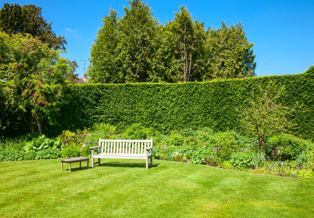 The Best Types of Hedges For UK Gardens UpGardener™