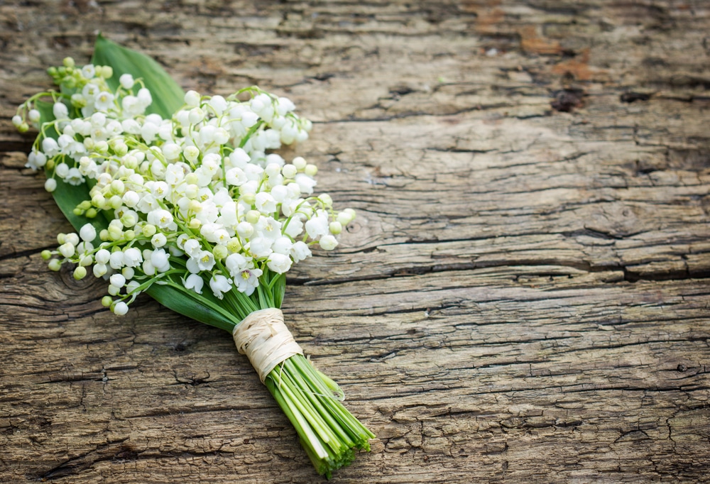 Lily Of The Valley Care & Growing Tips | Horticulture.co.uk