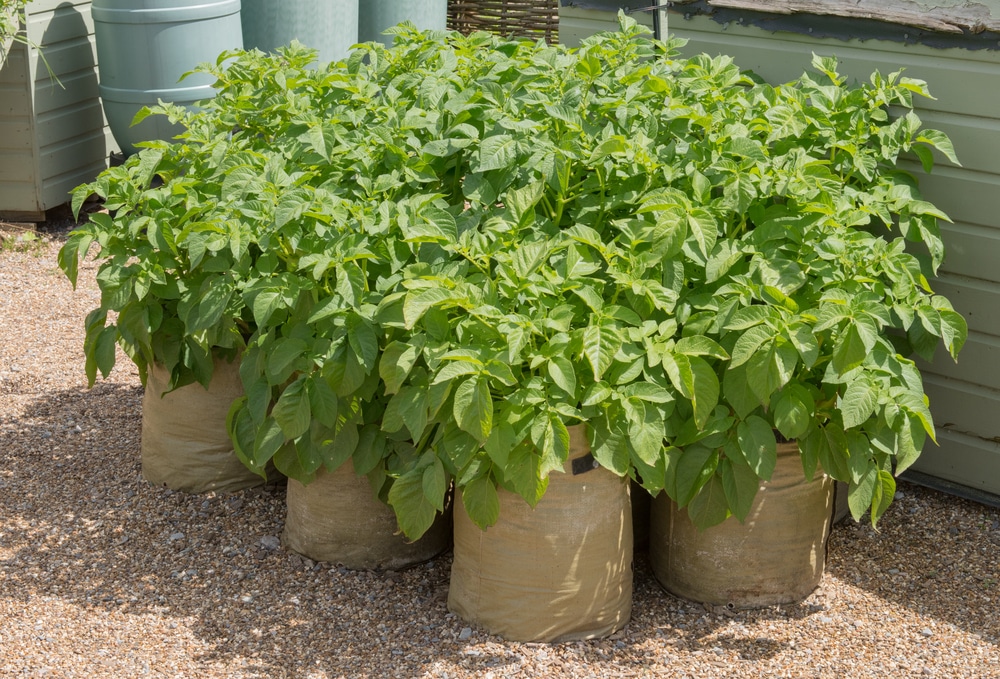 Potato plants grown in a sack on an allotment in the UK
