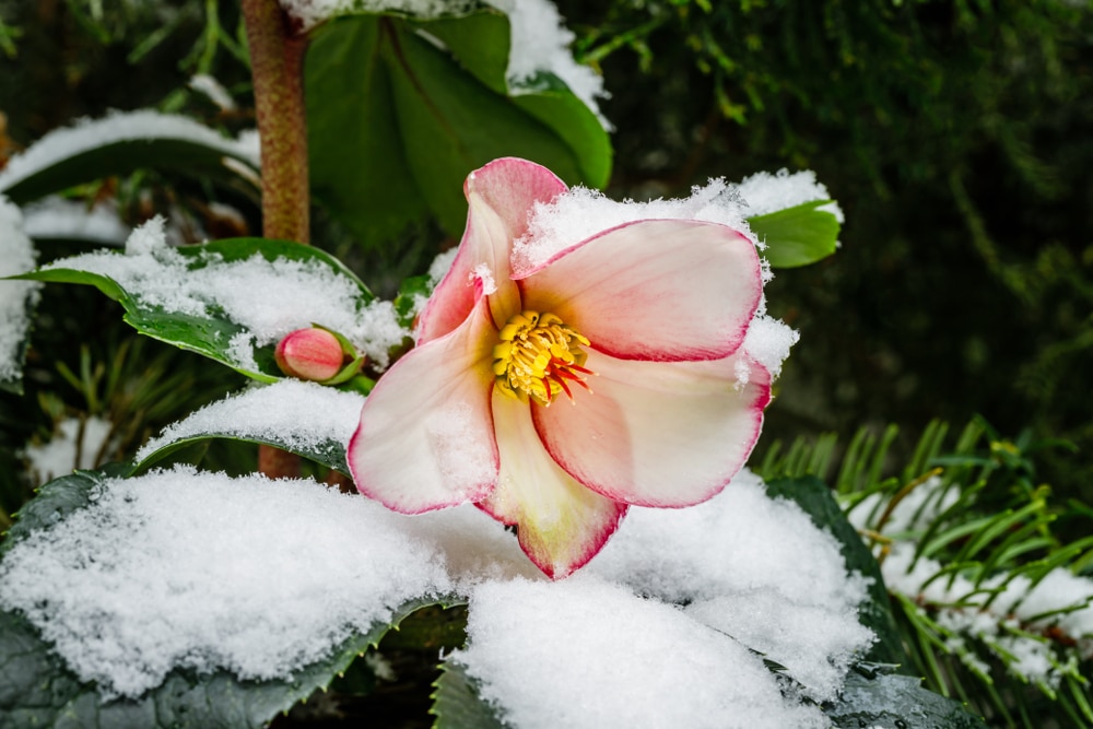 Christmas Rose Hellebore with snow on leaves