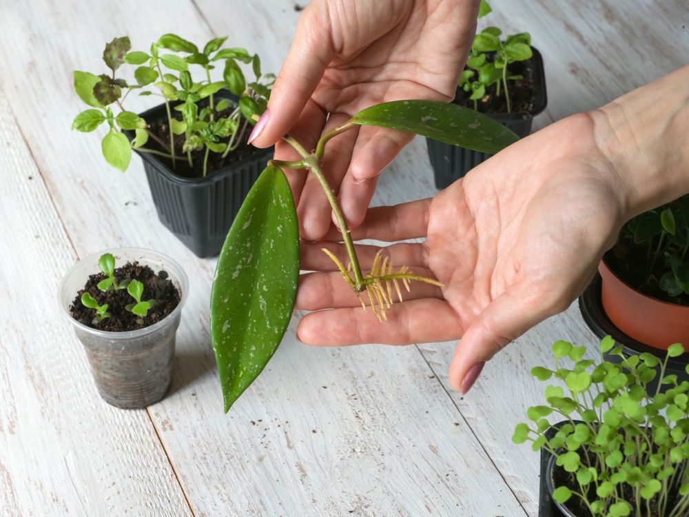 What Plants Can You Regrow From Cuttings At Brandy Rankin Blog