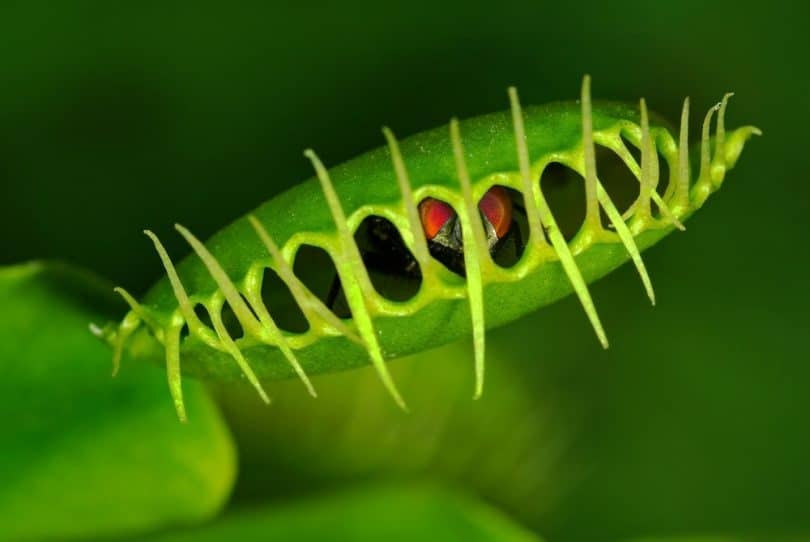 are flies attracted to venus fly traps