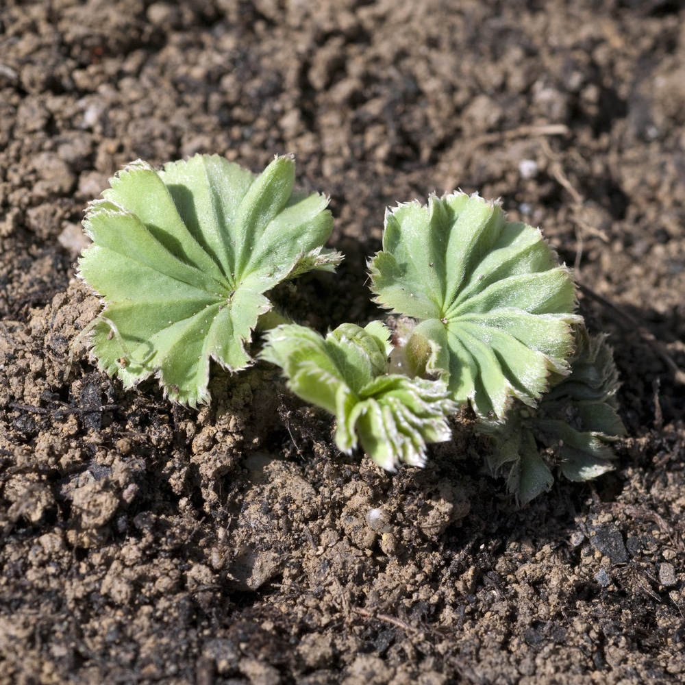 Lady's mantle sprouting in soil