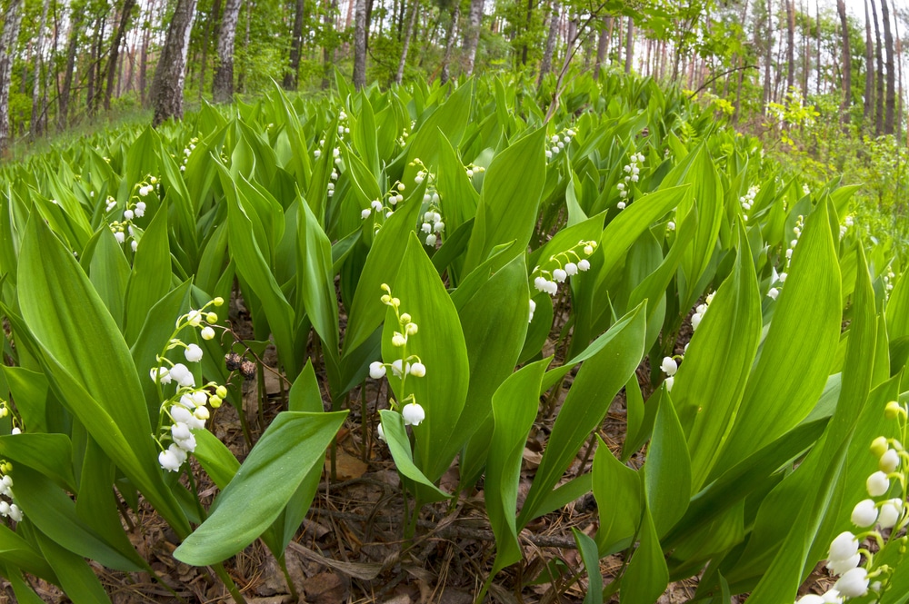 Lily of the Valley in its natural environment on the woodland floor