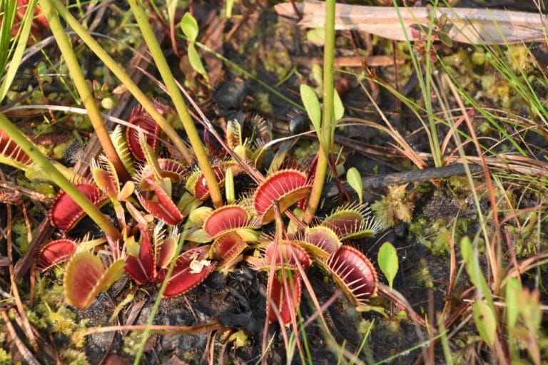 Venus Fly Trap Care & Growing Tips In The UK UpGardener™
