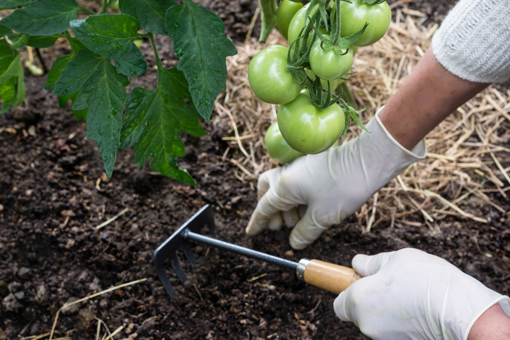 Tomatoes grown on a bed of mulch