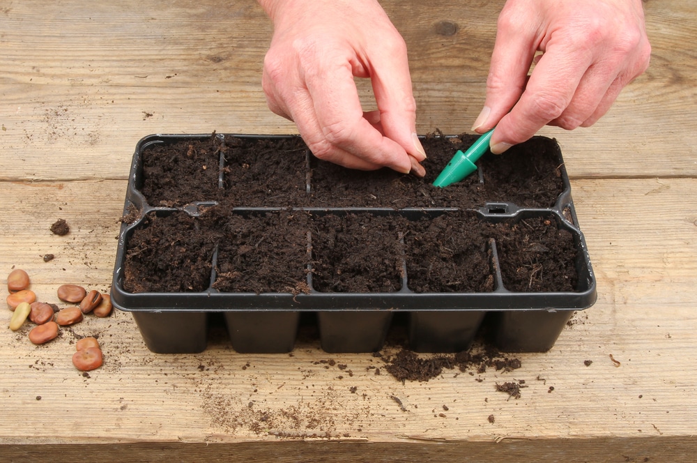 A dibber being used to make holes in potting medium