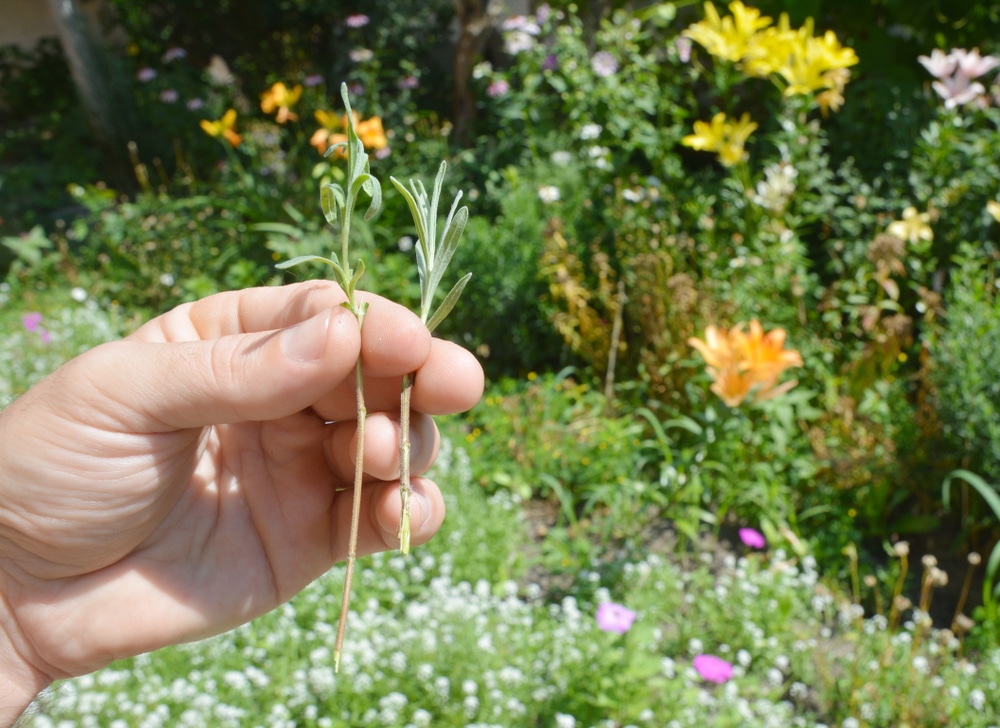 man holding rosemary cuttings in hand