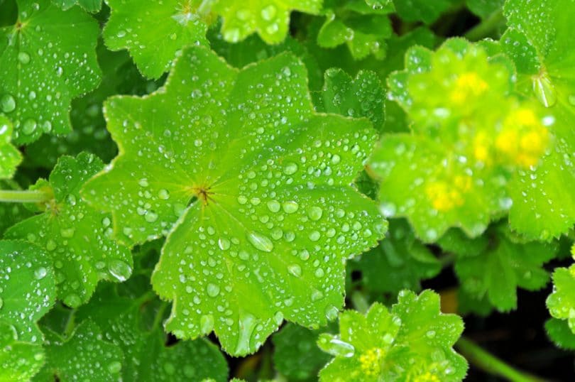 Alchemilla Lady's Mantle Care & Growing Tips | UpGardener™