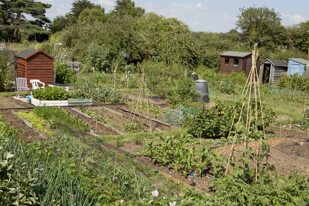 Starting An Allotment The Ultimate Guide Upgardener™