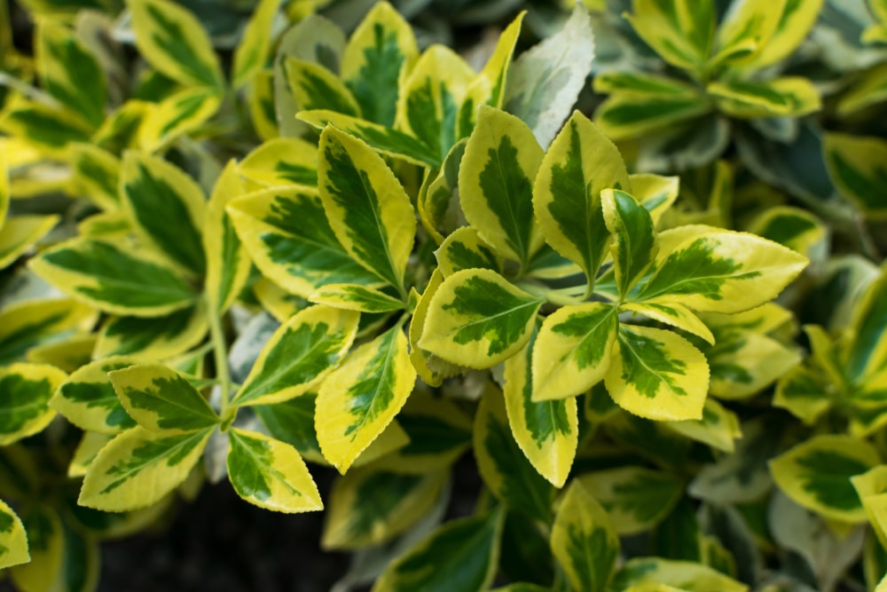 Euonymus Plant Care & UK Growing Tips | UpGardener™