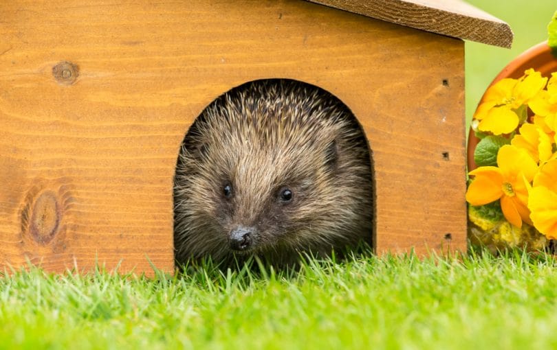 How To Make A Natural Hedgehog House