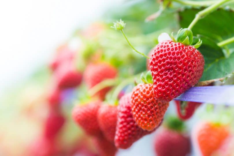 Strawberry Variety Comparison Chart