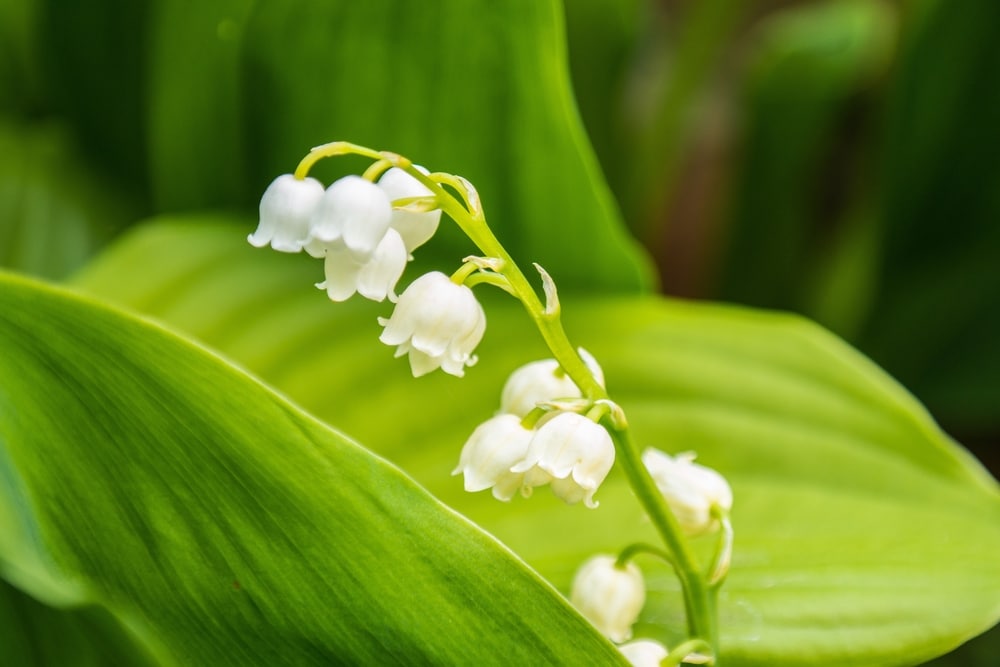 Lily Of The Valley Care UK Growing Tips UpGardener