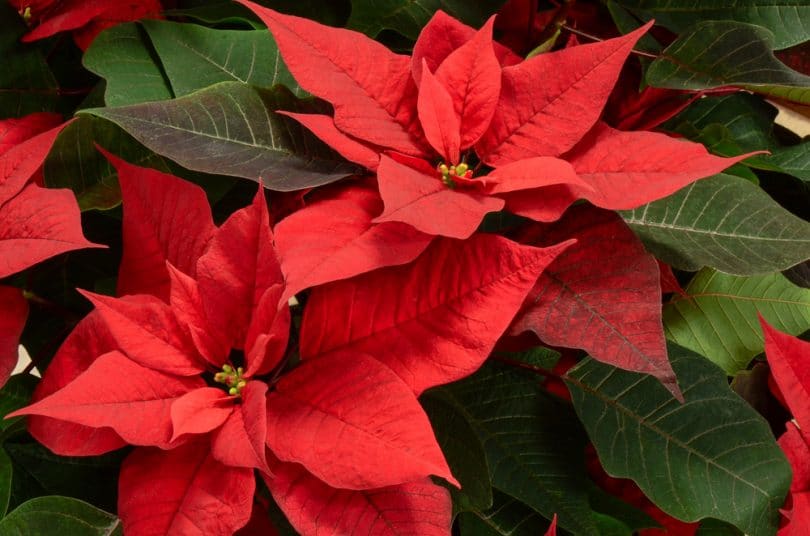 Can You Plant Poinsettias Outside Uk Poinsettia Plant Care Uk Growing Tips Upgardener