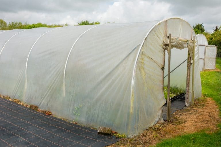 How To Build A DIY Polytunnel Greenhouse UpGardener™