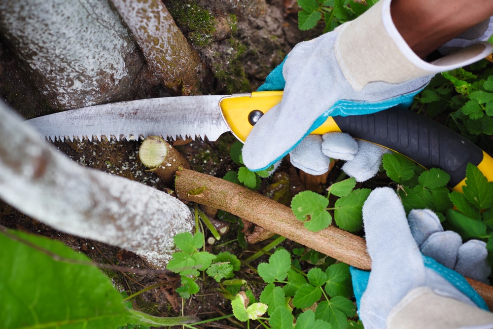 5 Best UK Pruning Saws Reviewed (Nov 2020) UpGardener™