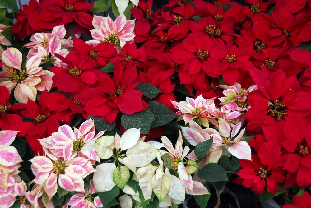 Poinsettia flowers blooming