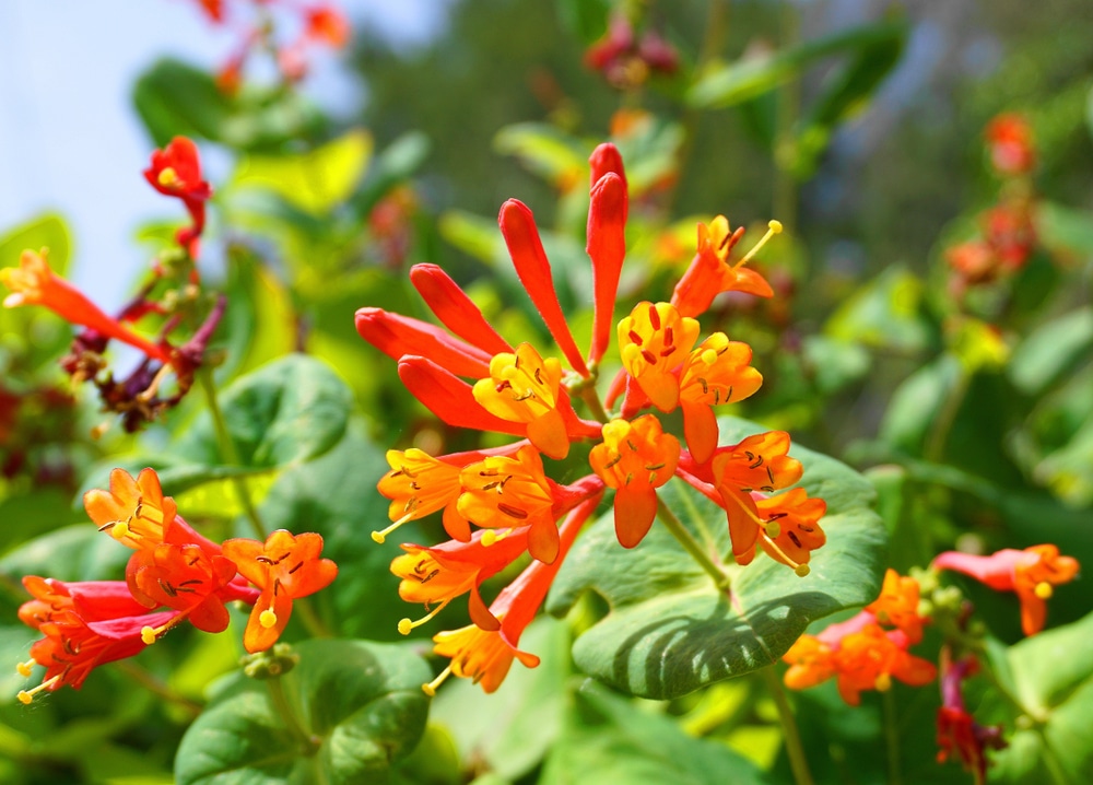 Lonicera sempervirens with its orange-red, trumpet-shaped blooms