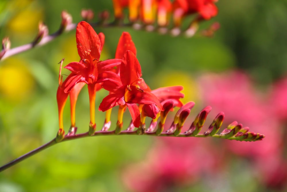 Bright red Crocosmia ‘Lucifer’ flowers in bloom