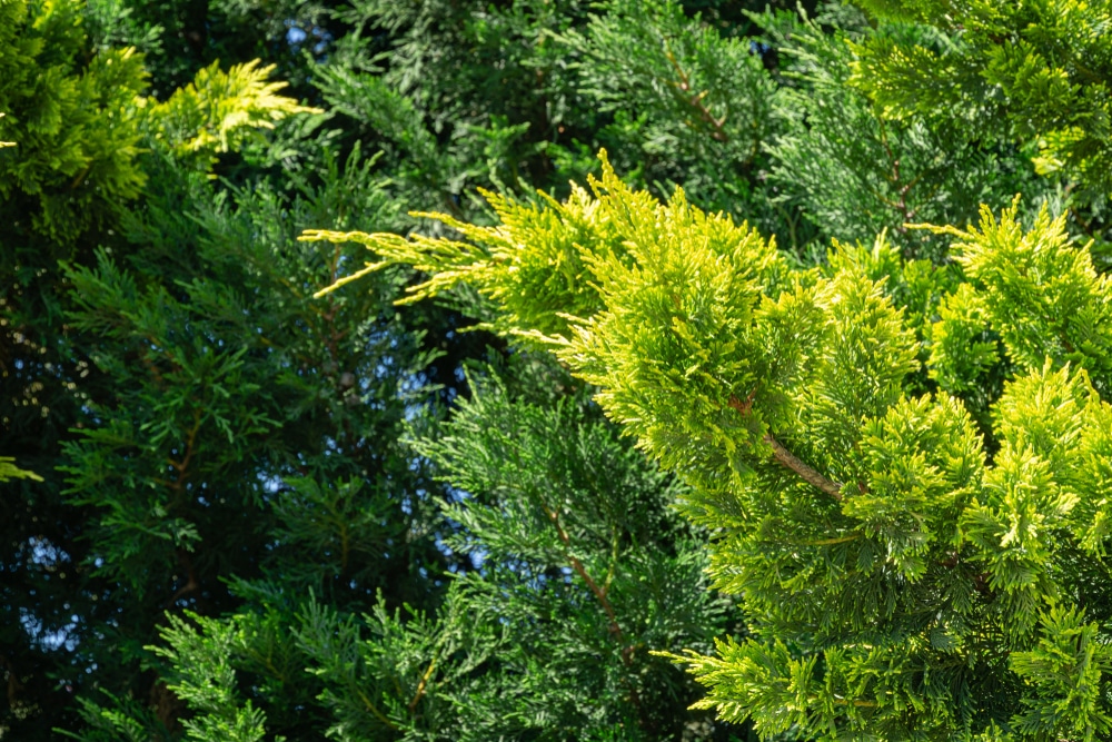 Close up of the leylandii foliage
