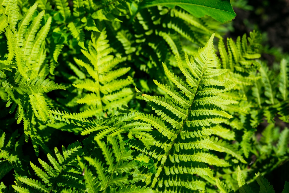 close up of green fern foliage