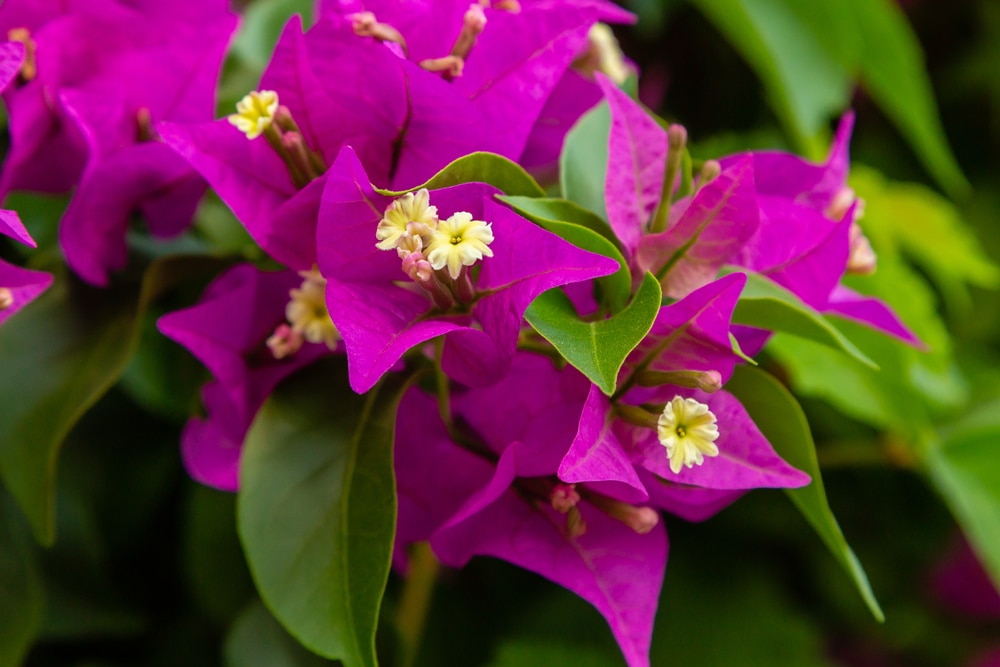 is bougainvillea poisonous to dogs