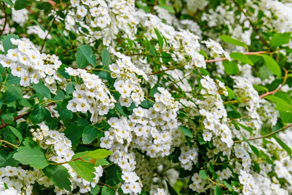 pyracantha firethorn with its bright white spring flowers