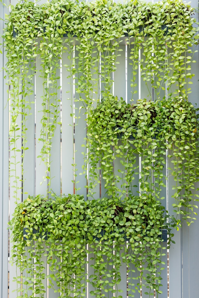 How To Plant A Vertical Wall Garden at Diann Fountain blog