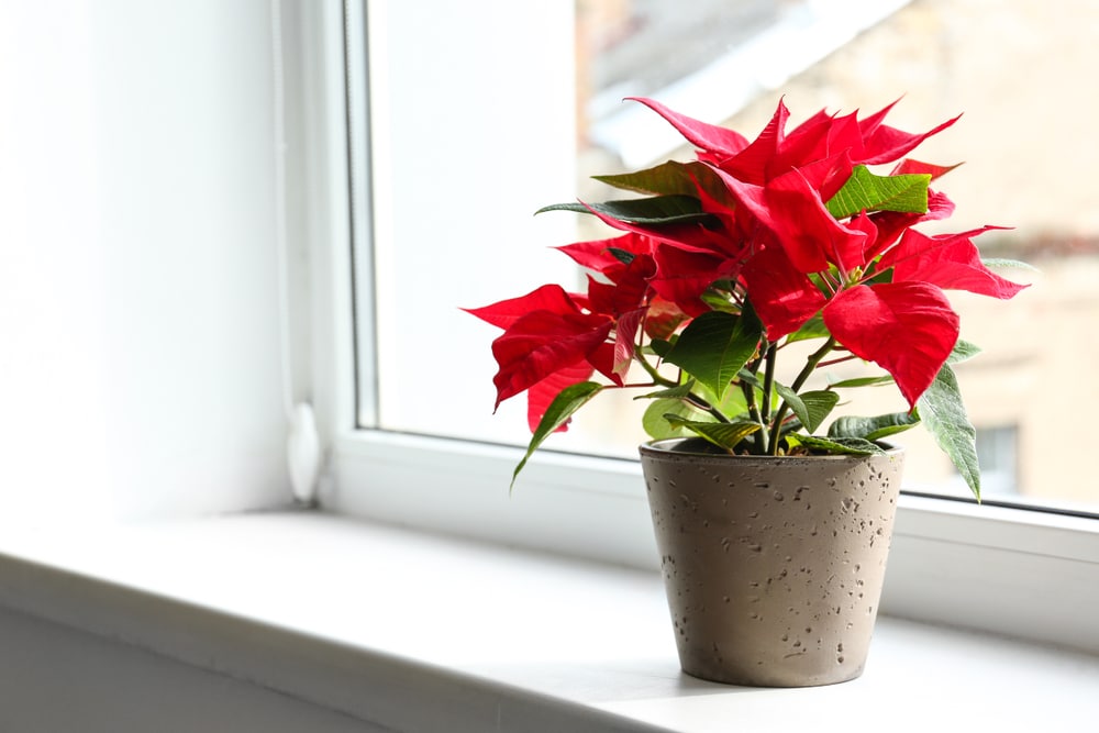 Potted Poinsettia plant on a windowsill